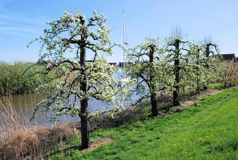 8925_1777 Blühende Obstbäume am Ufer der Este bei Hamburg Cranz. | Stadtteil Hamburg Cranz - Bezirk Hamburg Harburg - Lauf der Este im Alten Land